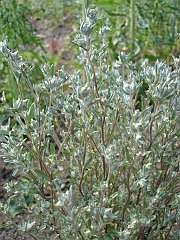 filago californica